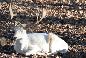 Hirsch im Wildpark